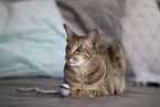 Oriental Shorthair