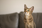 Oriental Shorthair