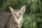 Oriental Shorthair