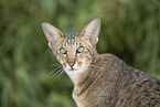 Oriental Shorthair