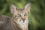Oriental Shorthair