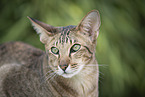 Oriental Shorthair