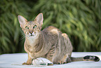 Oriental Shorthair