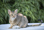Oriental Shorthair