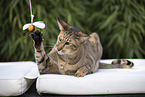 Oriental Shorthair