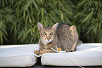 Oriental Shorthair