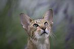 Oriental Shorthair