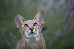 Oriental Shorthair