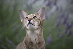 Oriental Shorthair