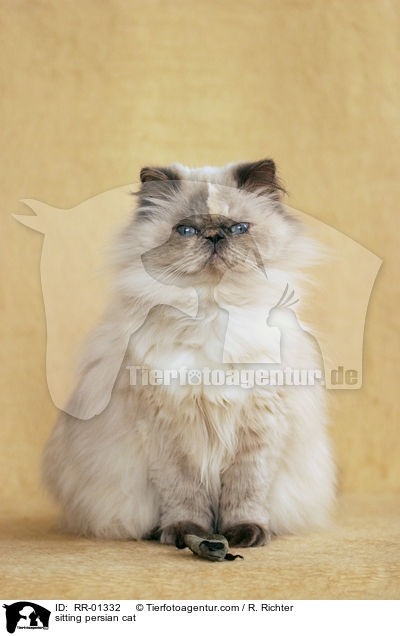 sitting persian cat / RR-01332