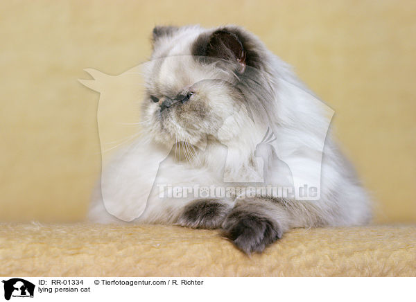 lying persian cat / RR-01334