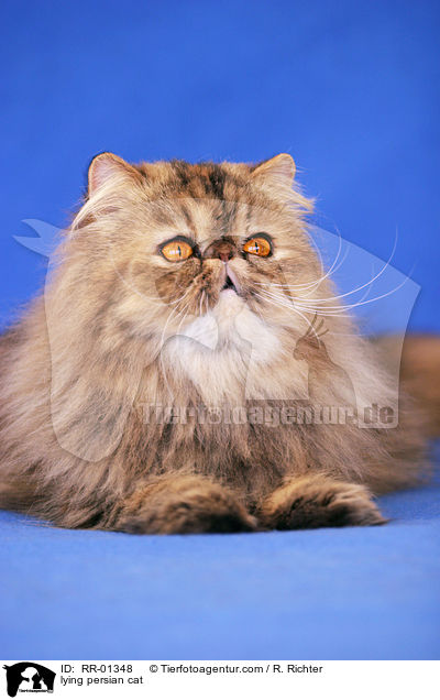 lying persian cat / RR-01348