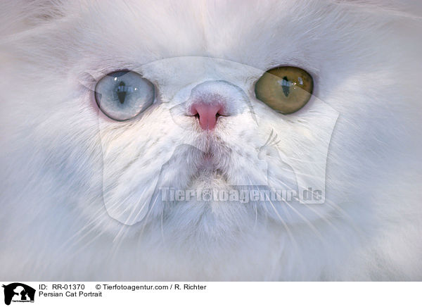 Persian Cat Portrait / RR-01370