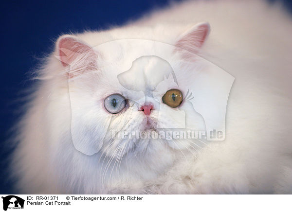 Persian Cat Portrait / RR-01371