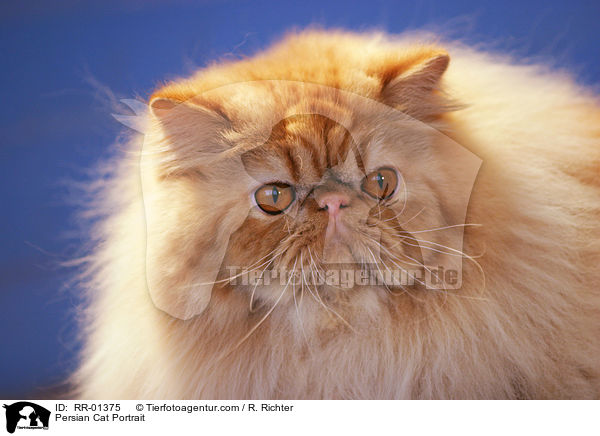 Persian Cat Portrait / RR-01375