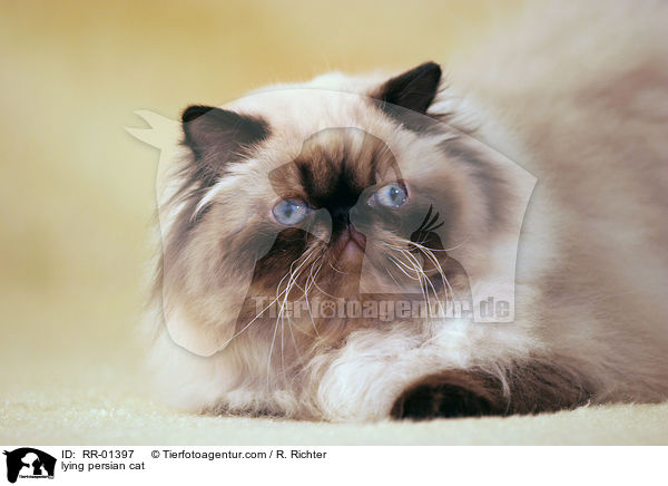 lying persian cat / RR-01397