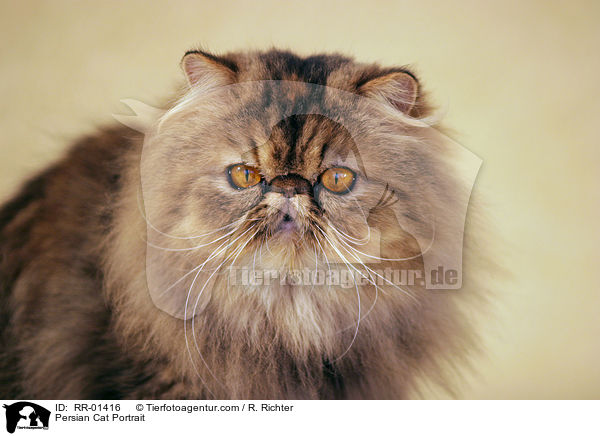 Persian Cat Portrait / RR-01416