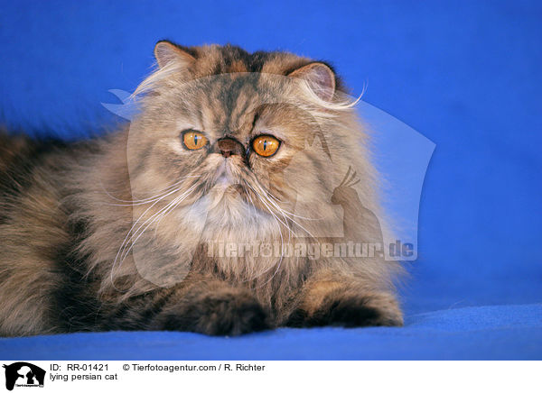 lying persian cat / RR-01421