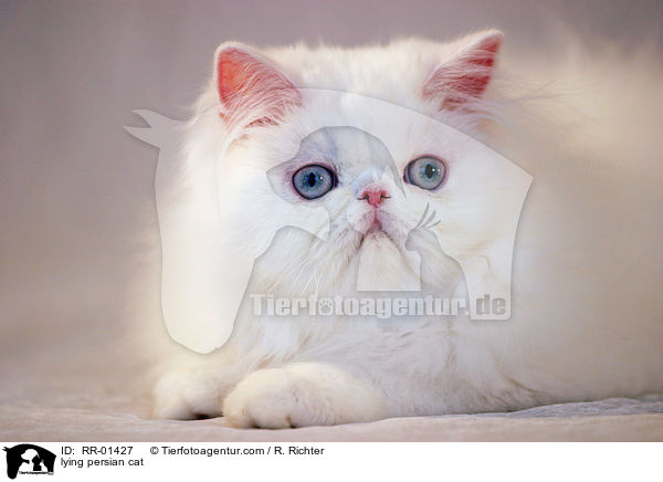 liegende Perserkatze / lying persian cat / RR-01427