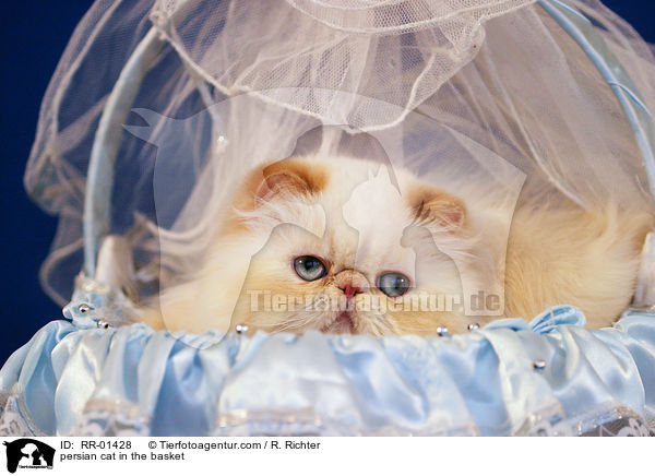 Perserkatze im Krbchen / persian cat in the basket / RR-01428
