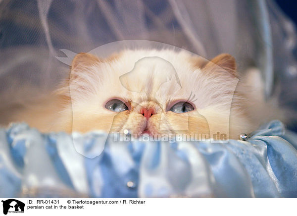persian cat in the basket / RR-01431