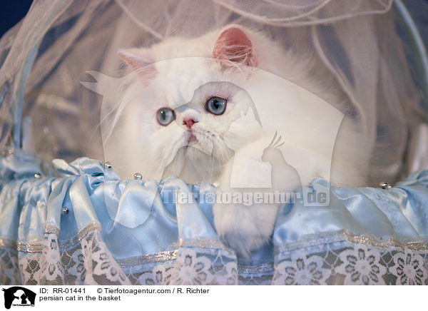 Perserkatze im Krbchen / persian cat in the basket / RR-01441