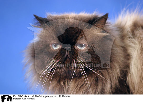 Persian Cat Portrait / RR-01449