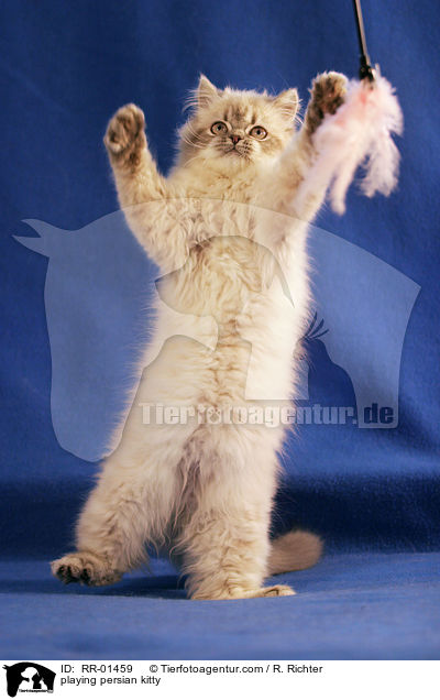 playing persian kitty / RR-01459