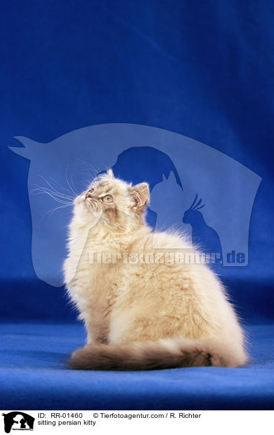sitting persian kitty / RR-01460