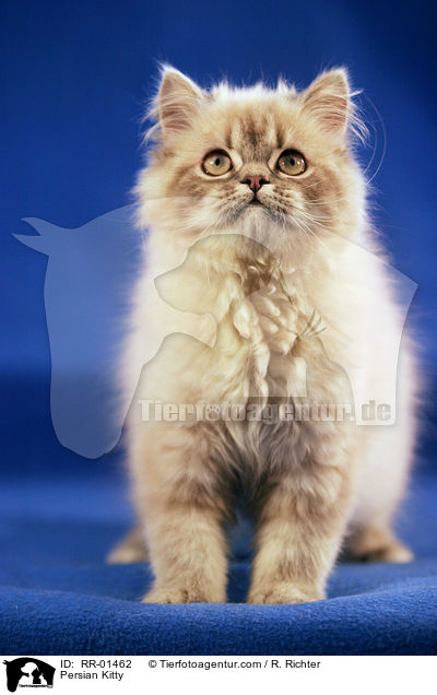 Persian Kitty / RR-01462