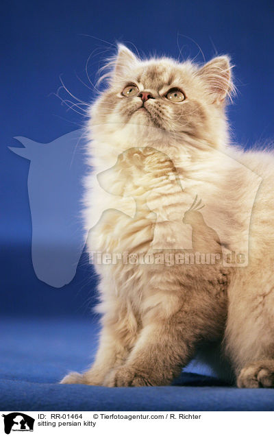 sitting persian kitty / RR-01464