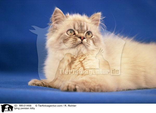 lying persian kitty / RR-01468