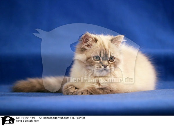 lying persian kitty / RR-01469