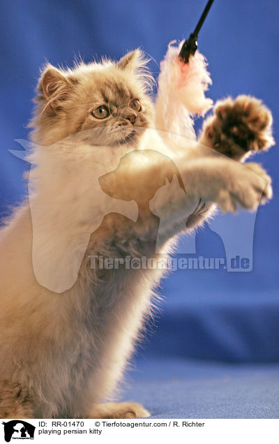 playing persian kitty / RR-01470