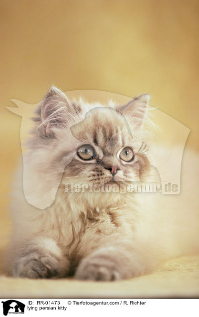 lying persian kitty / RR-01473