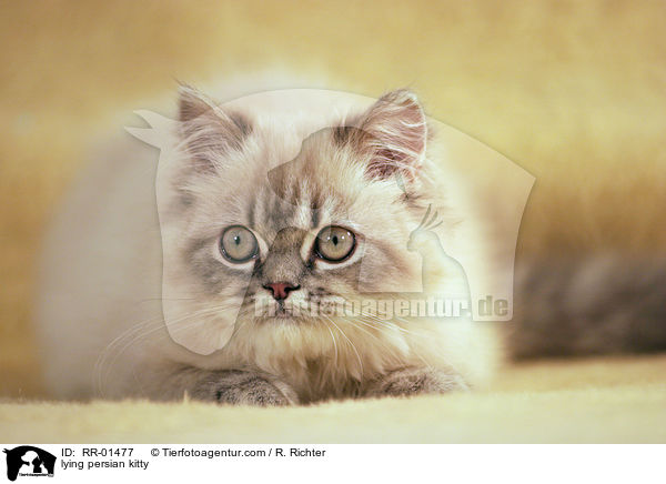 lying persian kitty / RR-01477