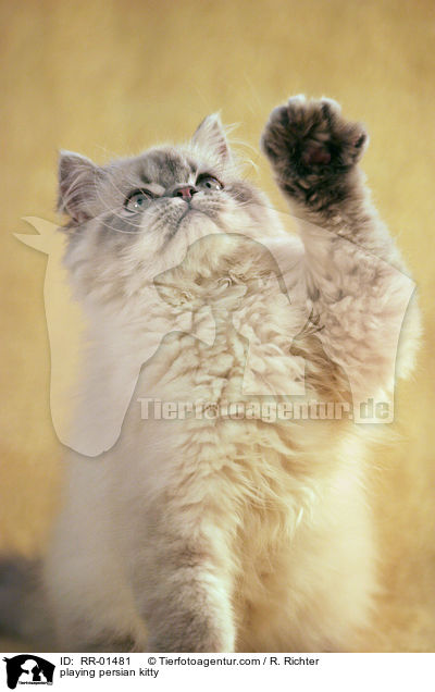 playing persian kitty / RR-01481