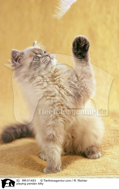playing persian kitty / RR-01483