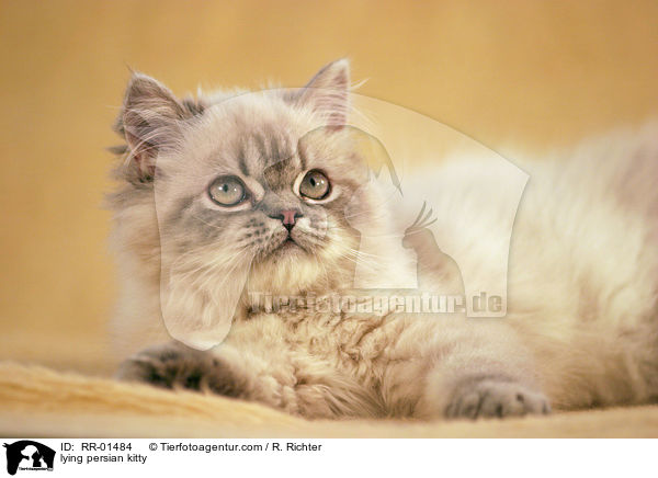 liegendes Perserktzchen / lying persian kitty / RR-01484