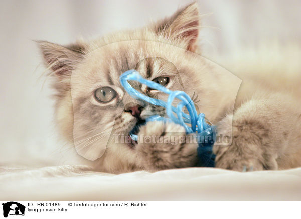 lying persian kitty / RR-01489
