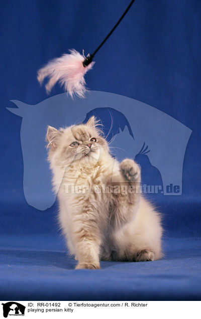 playing persian kitty / RR-01492