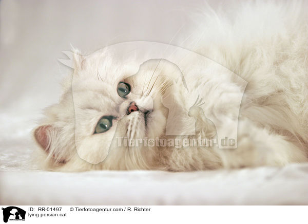 lying persian cat / RR-01497