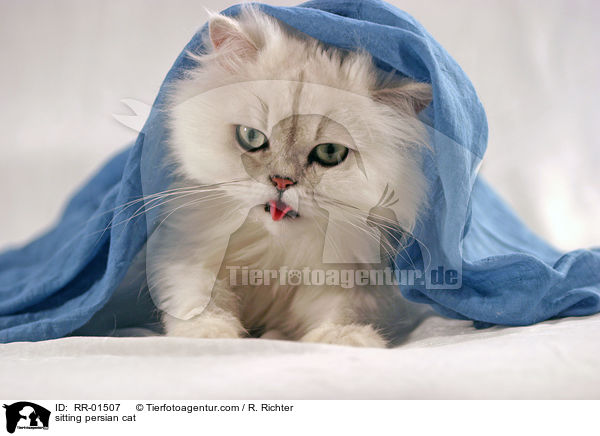 sitzende Perserkatze / sitting persian cat / RR-01507
