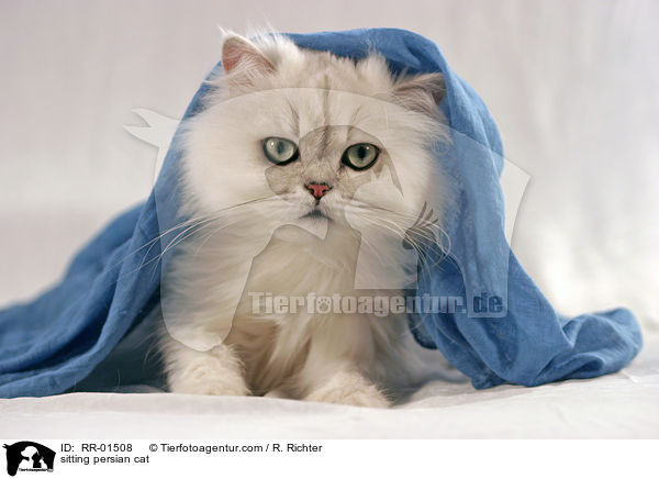 sitting persian cat / RR-01508