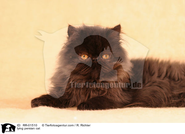 lying persian cat / RR-01510