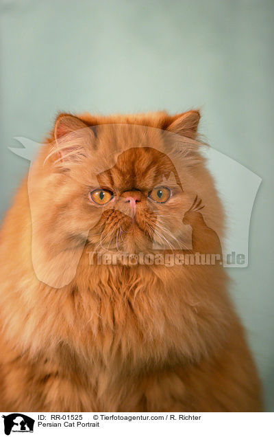 Persian Cat Portrait / RR-01525