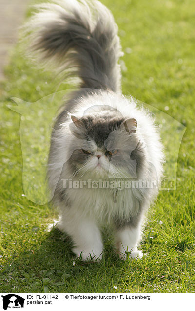 persian cat / FL-01142