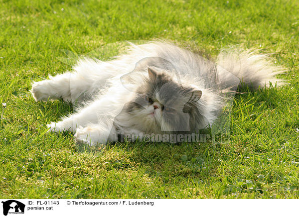 persian cat / FL-01143