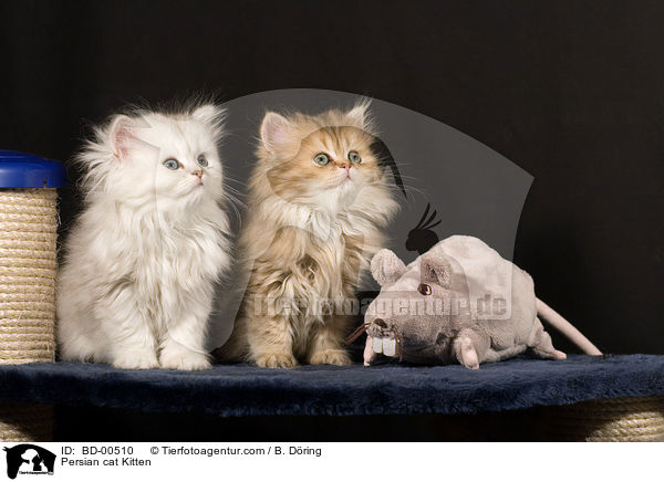Persian cat Kitten / BD-00510