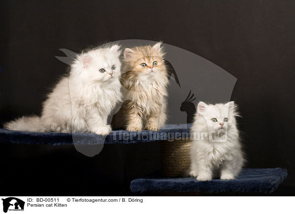 Perser Ktzchen / Persian cat Kitten / BD-00511